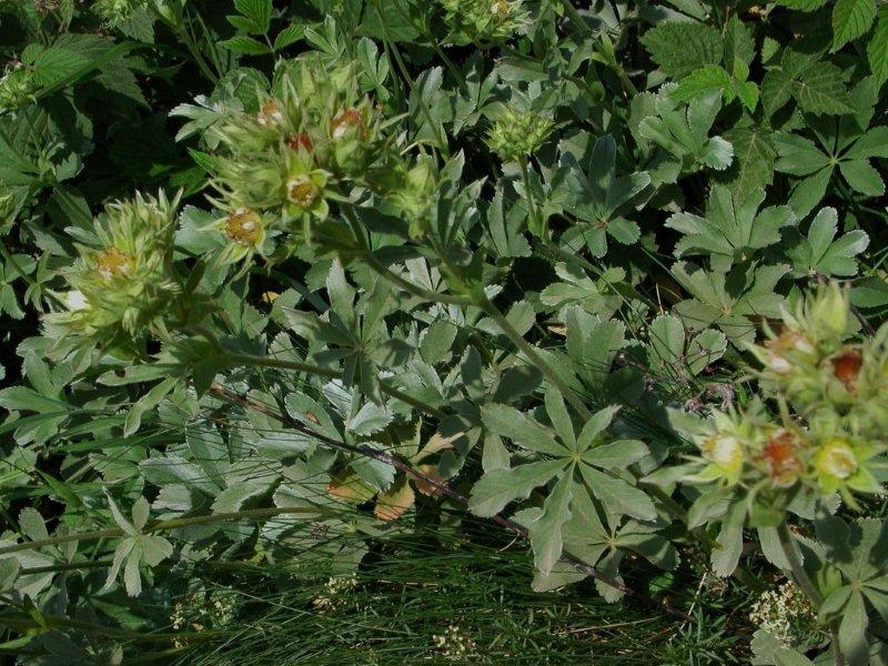 Potentilla valderia / Cinquefoglie di Valdieri